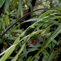 	Elaphoglossum petiolatum