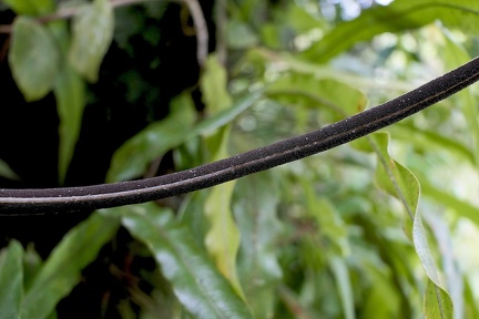 	Elaphoglossum petiolatum