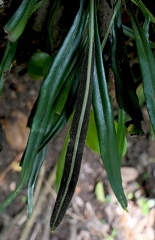 	Elaphoglossum glabellum