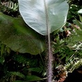 	Elaphoglossum crinitum