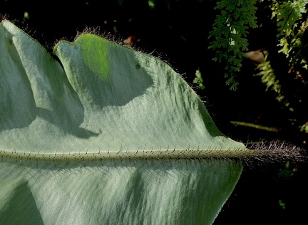 	Elaphoglossum crinitum