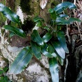 	Elaphoglossum martinicense