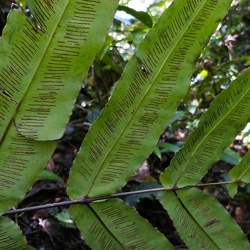 Hemidictyaceae
