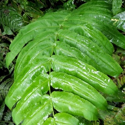 Hemidictyaceae