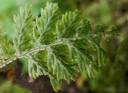 Hymenophyllum hirtellum