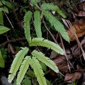Lindsaea lherminieri 