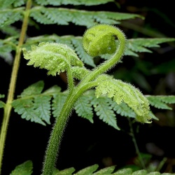 Lonchitidaceae