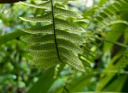 Terpsichore asplenifolia