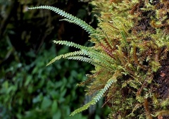 Moranopteris taenifolia