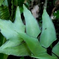 Adiantum macrophyllum