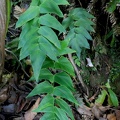 Adiantum macrophyllum