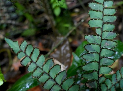 Adiantum latifolium 