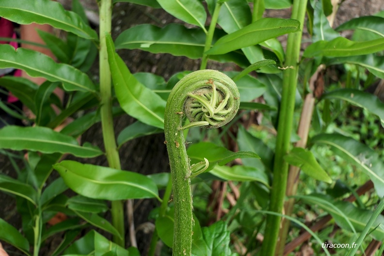 Acrostichum danaeifolium