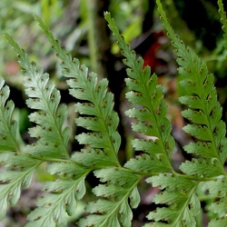 Saccolomataceae