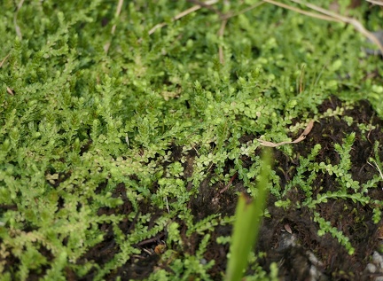 Selaginella rotundifolia 