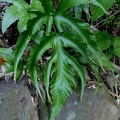 Tectaria heracleifolia