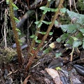 Amauropelta rustica