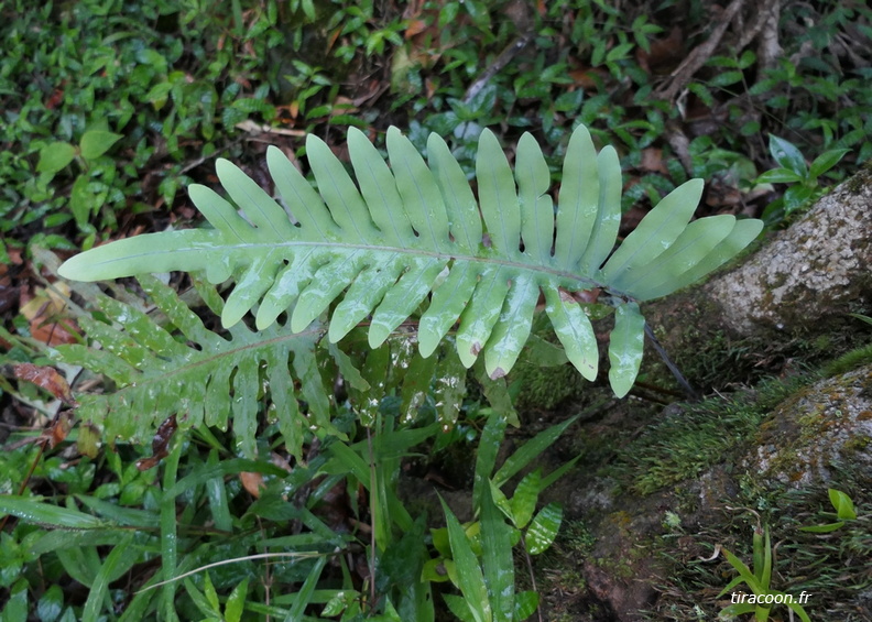 Phlebodium pseudoaureum