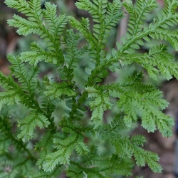 Selaginellaceae