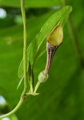 	Aristolochia sprucei