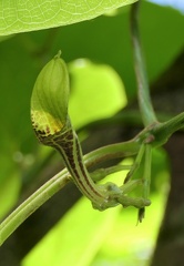 	Aristolochia sprucei