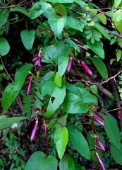 Jacquemontia solanifolia