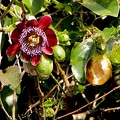 Passiflora quadrangularis