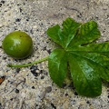 Passiflora serrato-digitata  