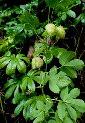 Passiflora serrato-digitata 