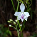 	Epidendrum patens	