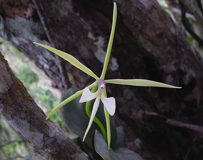 	Epidendrum angustilobum	