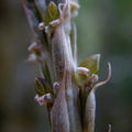 	Prescottia stachyodes	