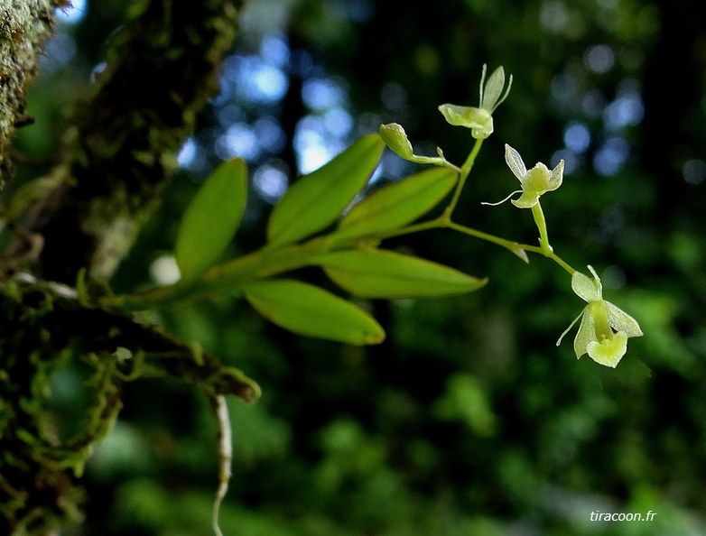 	Epidendrum vincentinum	