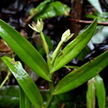 	Epidendrum antillanum	
