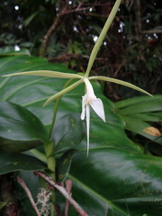 	Epidendrum angustilobum	