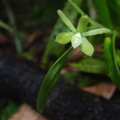 	Epidendrum antillanum	