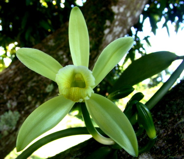 	Vanilla planifolia	