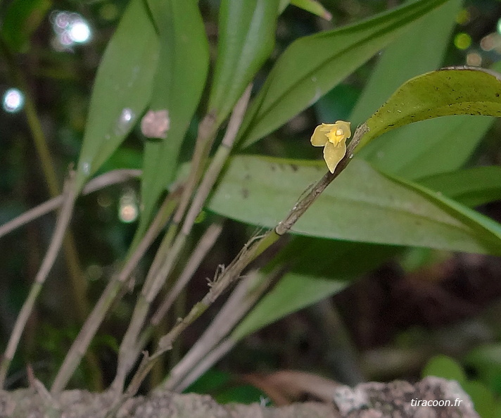 	Octomeria graminifolia	