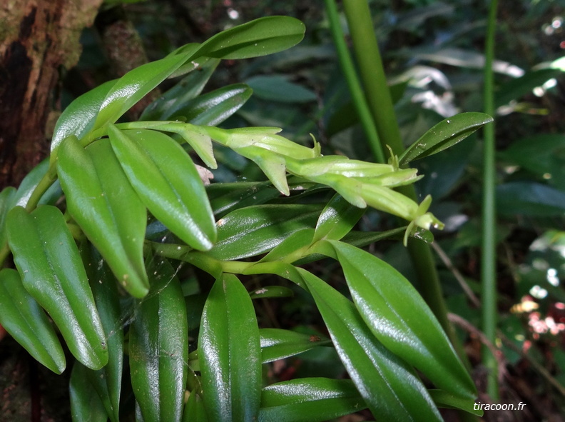 	Epidendrum rigidum	