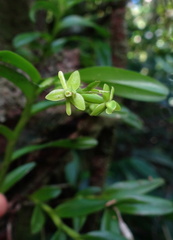 	Epidendrum rigidum	