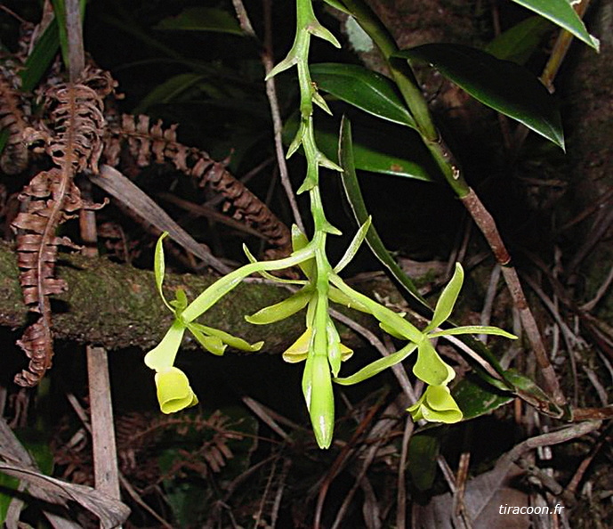 EpidendrumJamaicense.jpg