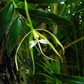 	Epidendrum nocturnum	