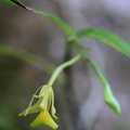 	Epidendrum jamaicense	