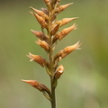 	Sacoila lanceolata	