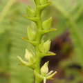 	Epidendrum dendrobioides	