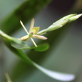 	Epidendrum ramosum	