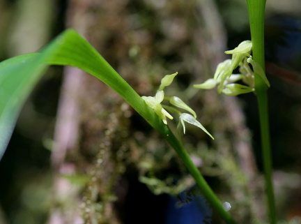 	Pleurothallis ruscifolia	