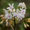 	Epidendrum patens	