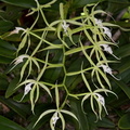 	Epidendrum ciliare	