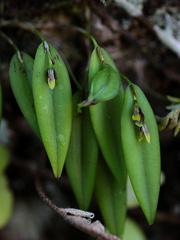 	Acianthera angustifolia	